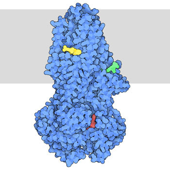 CFTR molecola del mese di maggio nel prestigioso Protein Data Bank